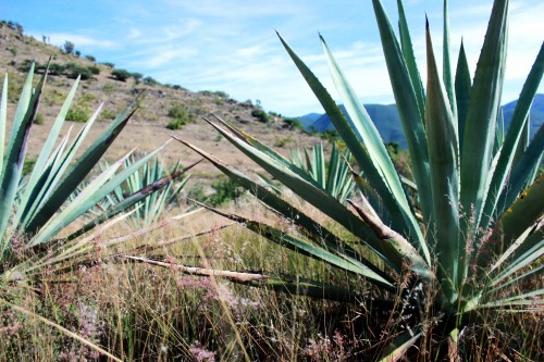 les pinas qui servent au mezcal